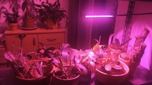 Январь: ОРХИ на улице и под досветкой 🩸Обзор, болталка.