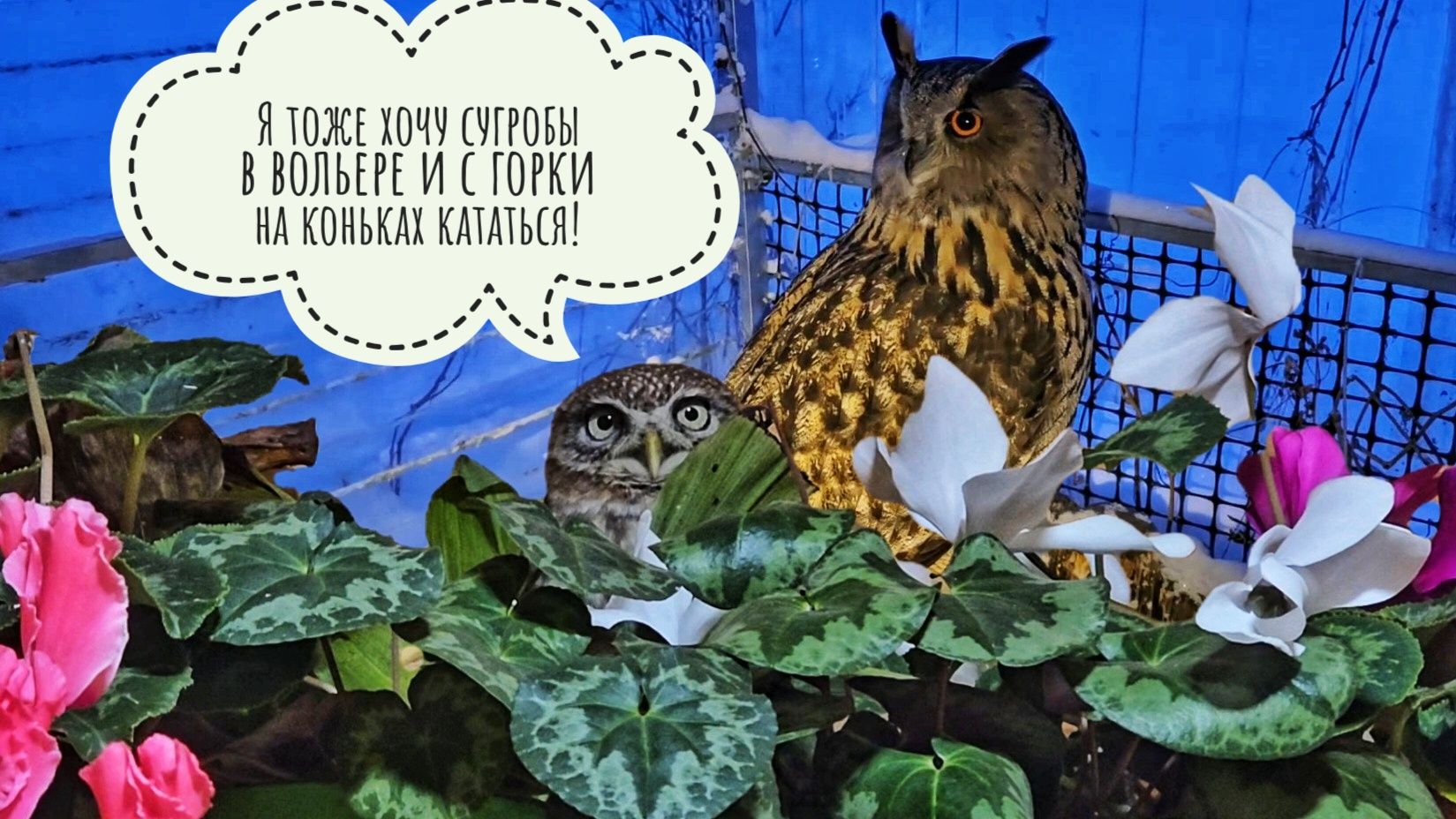 В Совиный Дол пришёл тайфун Фрэнсис и всё завалил! У сыча Лучика холодильник замёрз! смотреть онлайн