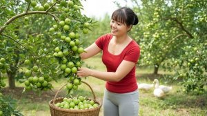 Сбор урожая сладких зеленых яблок для продажи. Уход за утками и свиньями на ферме. Фуонг. Вьетнам