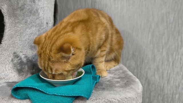 ленивая рыжуля смотреть онлайн