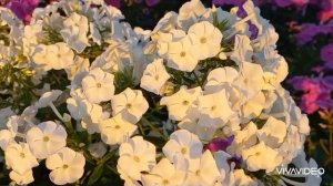 Флоксы вечером в саду