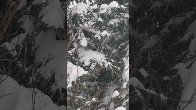 Снег . Александр Городницкий . смотреть онлайн