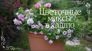ЦВЕТОЧНЫЕ МИКСЫ В КАШПО