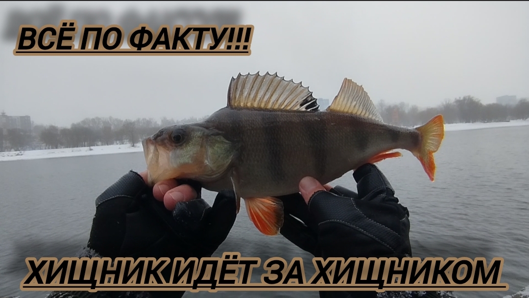 ДЖИГ🎣ДЖИГ-РИГ РЫБАЛКА НА СИЛИКОН/ЛОВ ОКУНЯ СУДАКА НА СПИННИНГ смотреть онлайн
