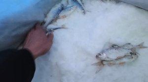 Алтайский край 
Быстрый Исток
07.01.26