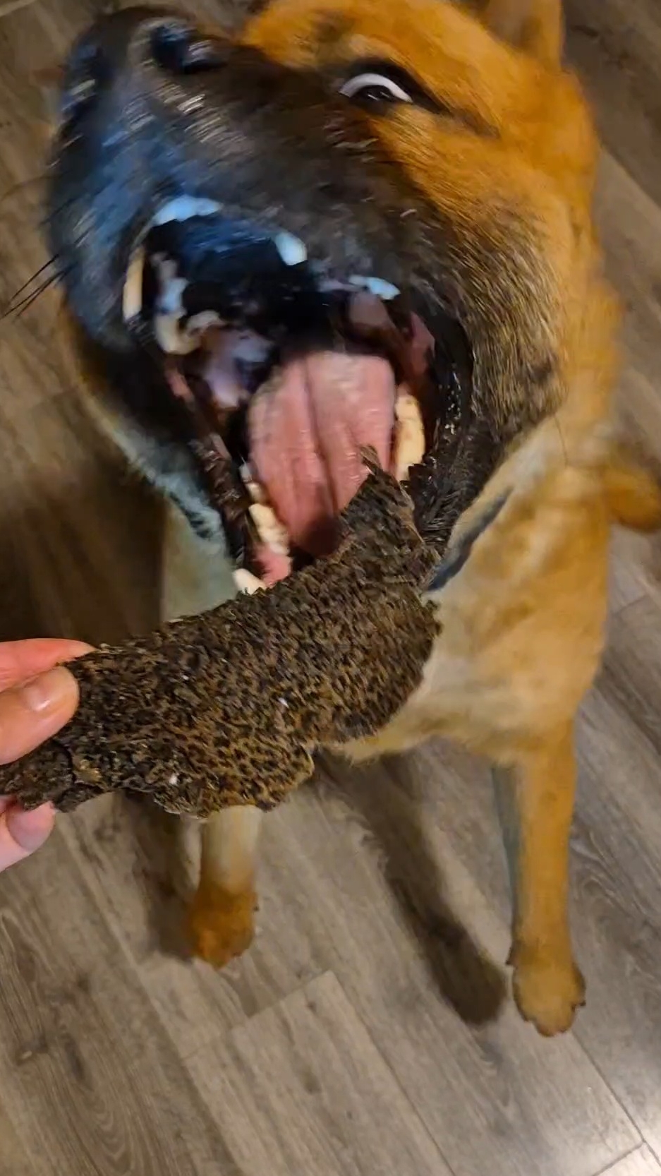 Звуки собачьего счастья - ЪХРЪ ! АСМР, который мы заслужили смотреть онлайн