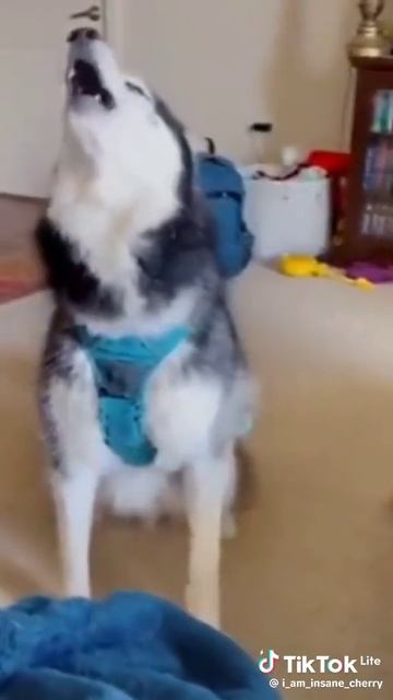 песня животных