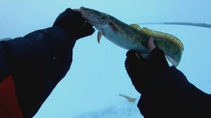 ЛОВЛЯ СУДАКА НА ТЮЛЬКУ. РЫБАЛКА НА ВОЛГЕ.СУДАК.НАЛИМ.БЕРШ.