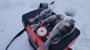 ЗИМНЯЯ РЫБАЛКА НА БЕЗМОТЫЛКУ В ГЛУХОЗИМЬЕ.
