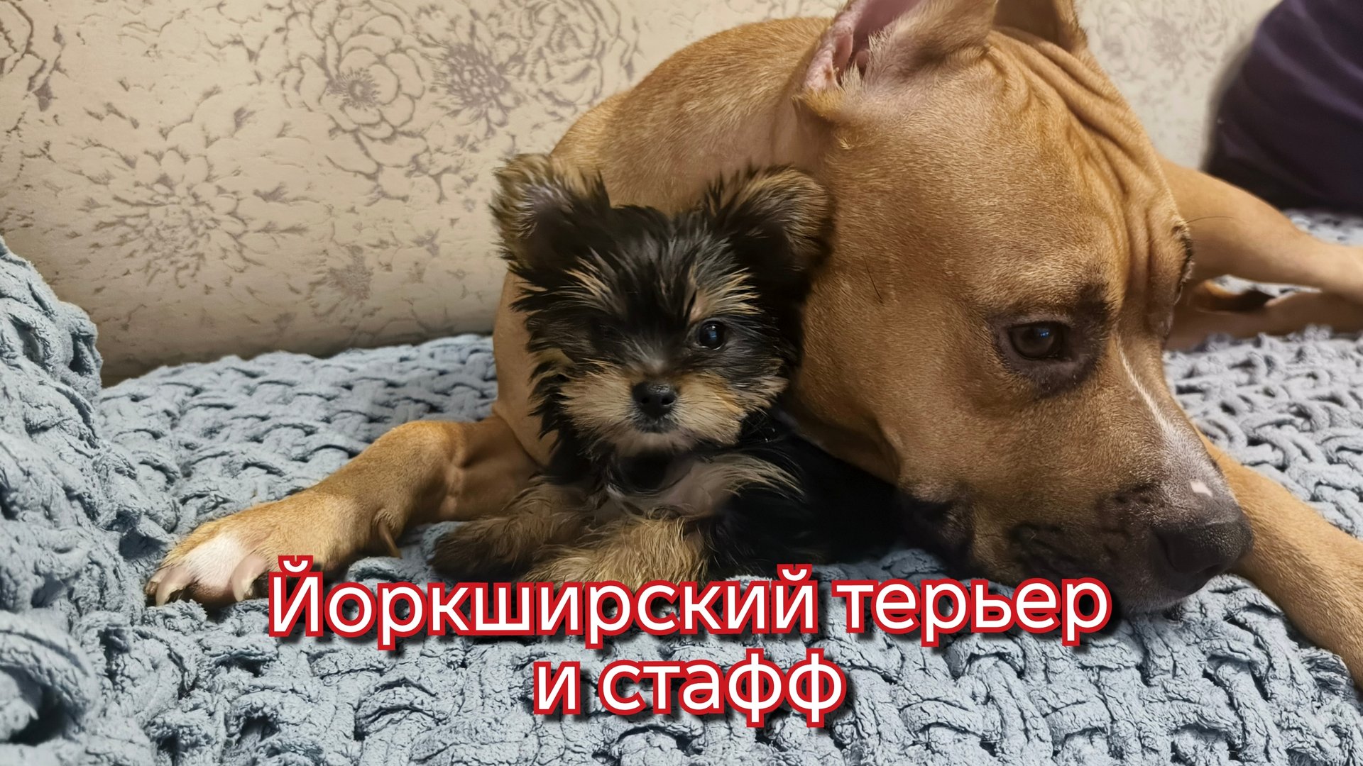 Йоркширский терьер 2 месяца первые дни дома. смотреть онлайн