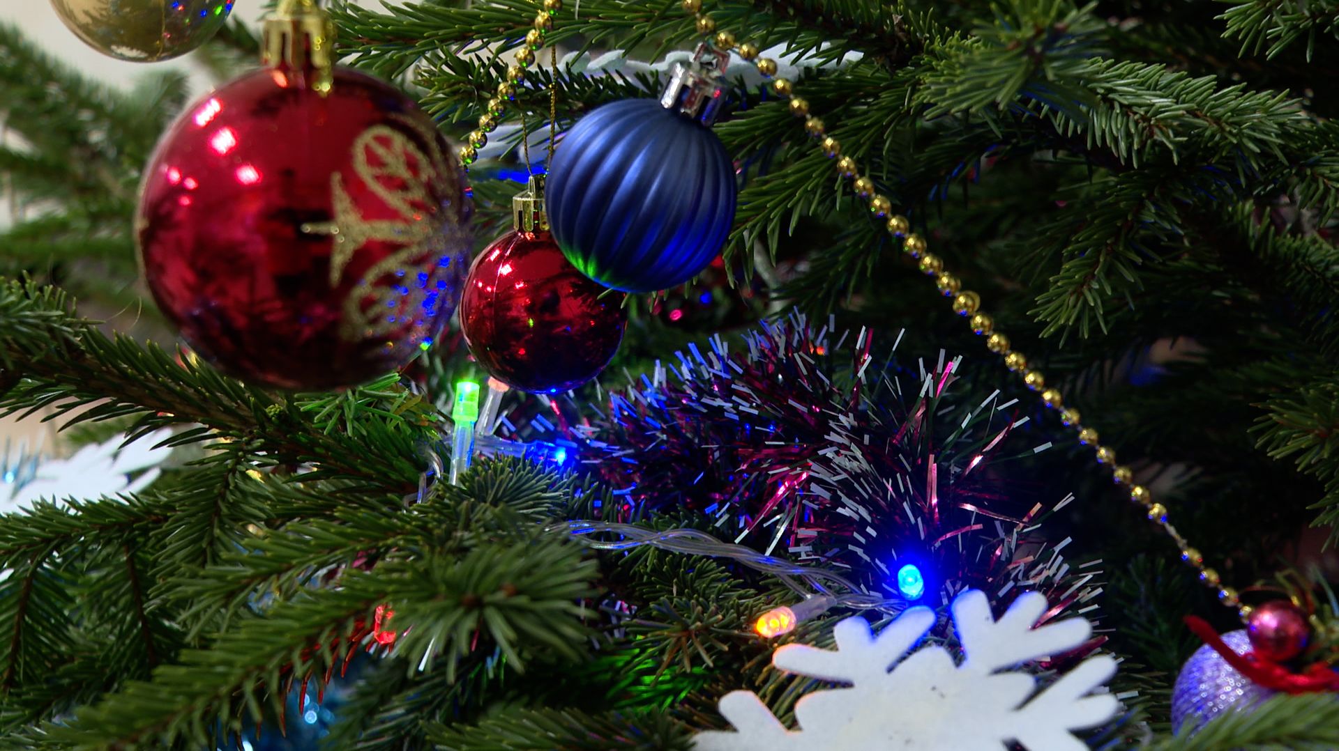 Экологическая акция «Елковорот» смотреть онлайн