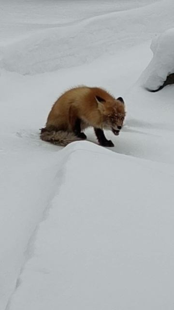 Лиса смотреть онлайн