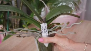 Орхидея, корни во все стороны. В этот горшок пересаживать буду первый раз.