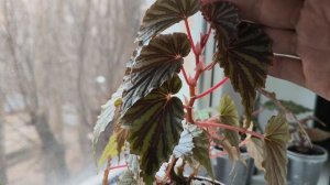 Обзор растений на западном окне на кухне. #комнатныерастения.