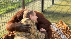 У орангутана Даны появился НОВЫЙ СОСЕД-тигренок, выкормленный Ольгой Иаановной!