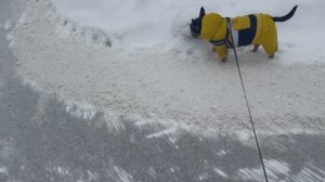 Гуляем. Гас кабачок. Пригласил. Вязаный бультерьер