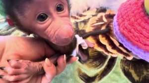 У Николь НОВЫЙ ГОД состоялся и елочка есть поющая, и свой Дед Мороз!