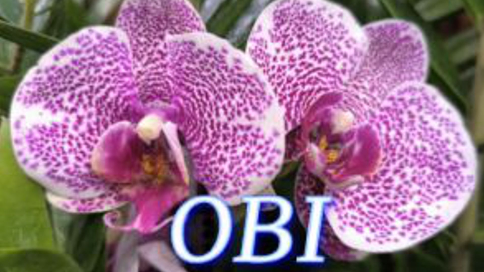 №1161/ Обзор ОРХИДЕЙ в OBI. Много УЦЕНЁННЫХ орхидей смотреть онлайн