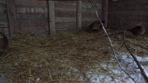 Кряквы и фазаны в зимнее время года