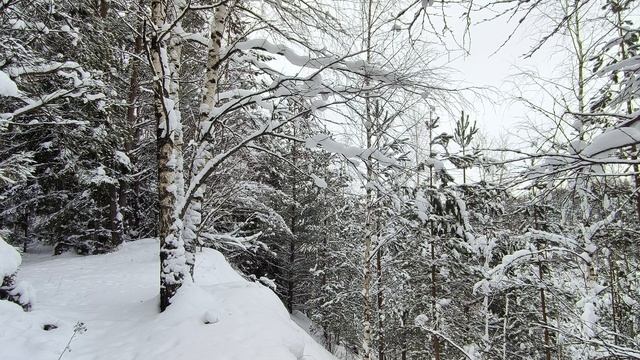 Заснеженный лес. ч.6. Январь 2026 смотреть онлайн