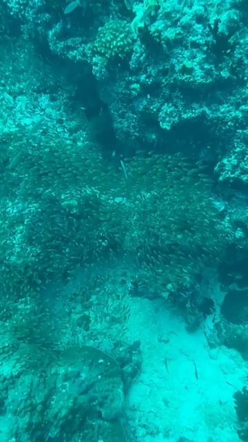 Дайвинг на Мальдивах остров Расду Jerrys Dive Club смотреть онлайн