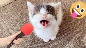 ПРИКОЛЫ С ЖИВОТНЫМИ😺🐶 | СМЕШНЫЕ КОТЫ и СОБАКИ😂