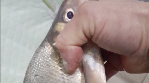 ЗА ЛЕЩЕМ  на ПРУД.