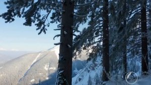 МУЗЫКА ЦВЕТЁТ ЦВЕТАМИ