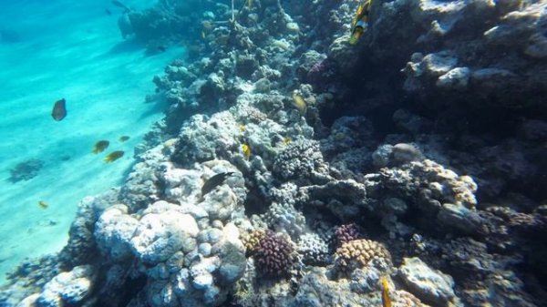 Красное море