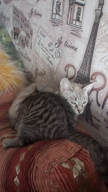 По между Кузя - кот мальчик и Симка девочка кот смотреть онлайн