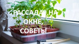 Рассада на окне! Советы. Как добиться результата?(Архив)