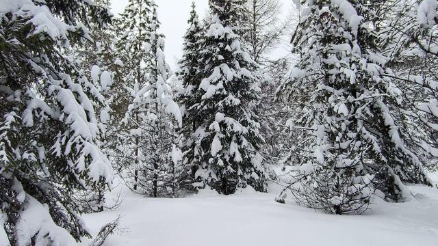 Заснеженный лес. ч.10. Январь 2025 смотреть онлайн