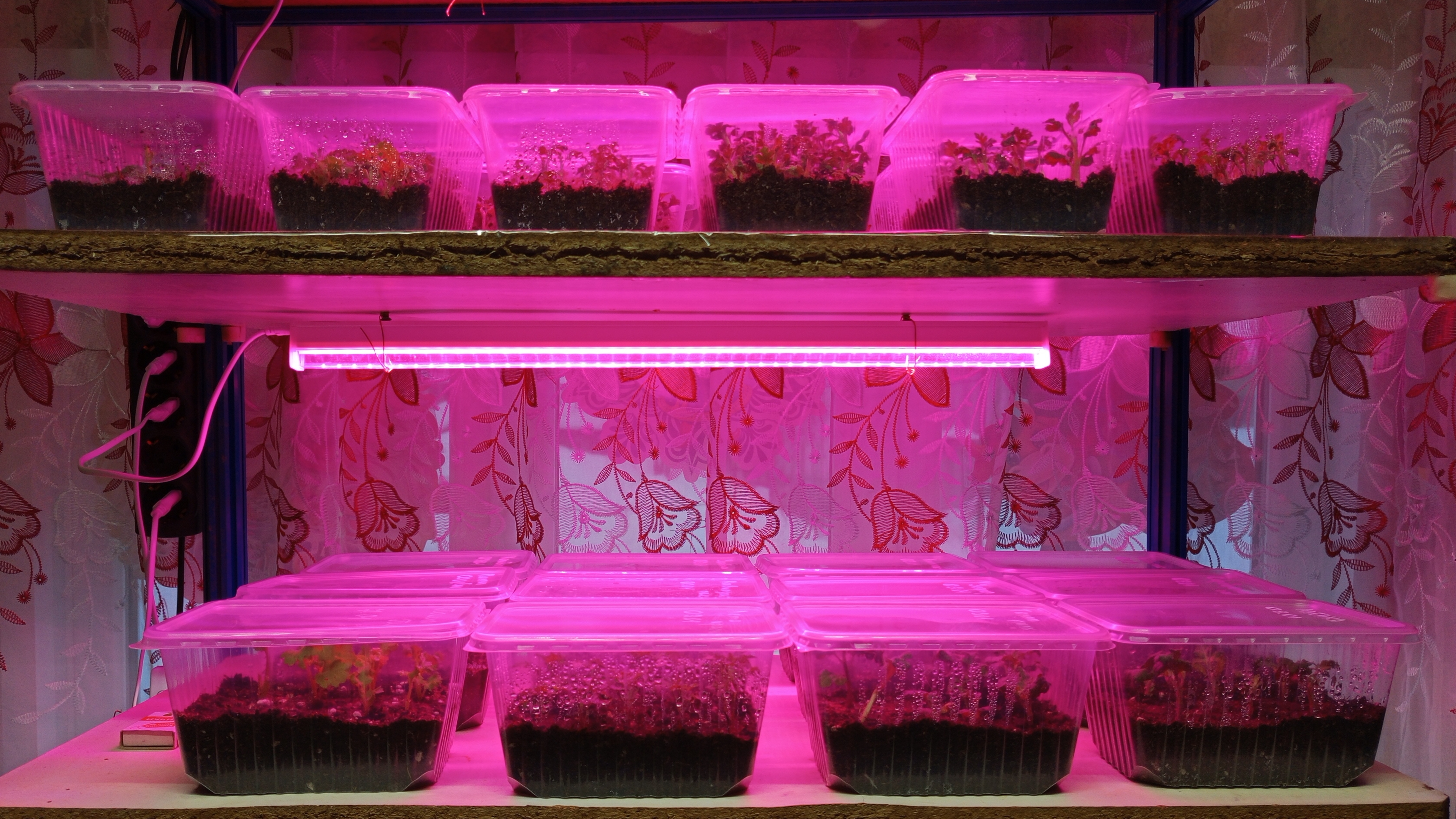 Посадка черенков хризантемы на укоренение. Первые корешки. смотреть онлайн