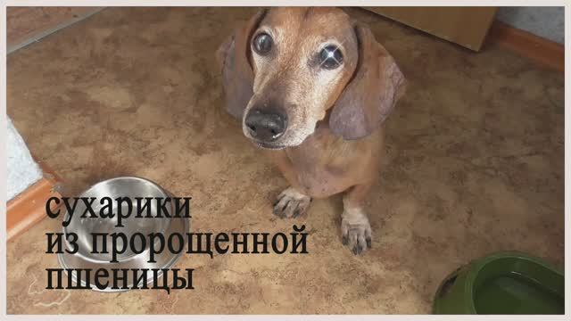 Лепешки из пророщенной пшеницы.