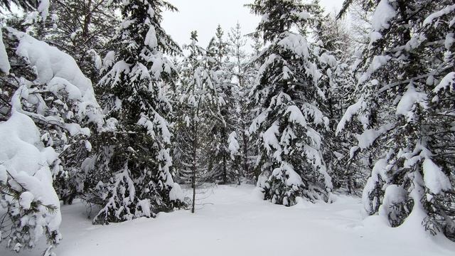 Заснеженный лес. ч.4. Январь 2026