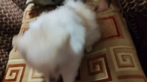 Подстригли Ёсика🤗