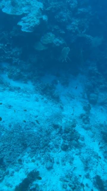 Мальдивы дайвинг центр Джерри ноябрь 2025 смотреть онлайн