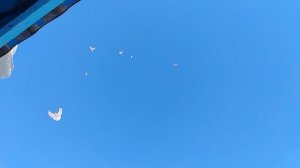 Николаевские голуби Январь 2025 год село Сенгилеевское