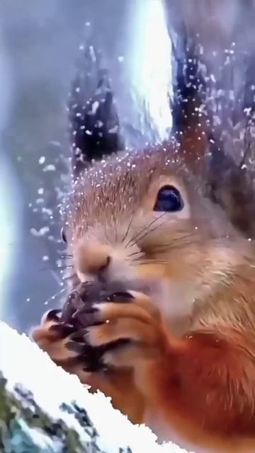 Такая милота! ❄️❄️❄️ смотреть онлайн