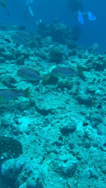 Дайвинг на Мальдивах о. Расду (Полосатый сладкогуб) смотреть онлайн