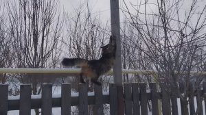 Куры, Люська и сказка про зиму из детства!