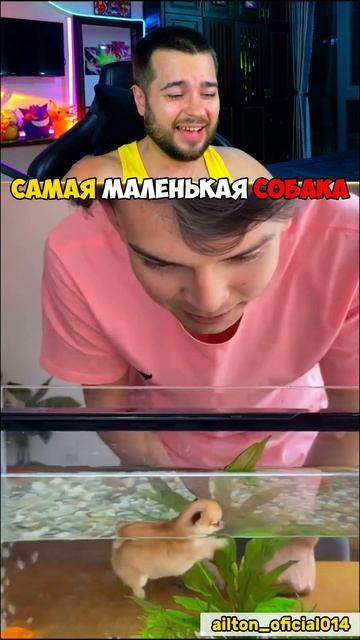 САМАЯ маленькая СОБАКА Учится Плавать #shorts #шортс смотреть онлайн