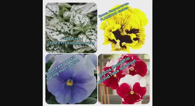 Гипоэстес и Виолу посеяла 09.01.2026 смотреть онлайн