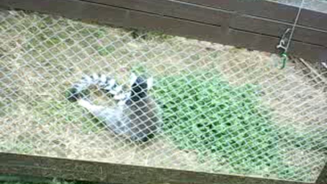 ЭКСКУРСИОННЫЙ БЛОГ ЗООПАРК ПЛАНЕТА ОБЕЗЬЯН ЗАВЕРШЕНИЕ. (22.07.2025г)🐴🐴🐴🐴🐔🐔🐔🐔🦍🦍🐒🦧🦌🦛 смотреть онлайн