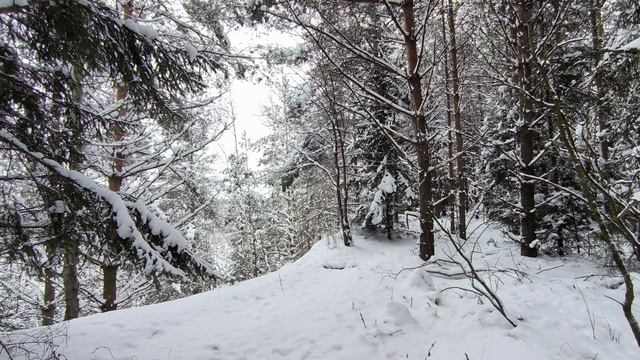 Заснеженный лес. ч.2. Январь 2026