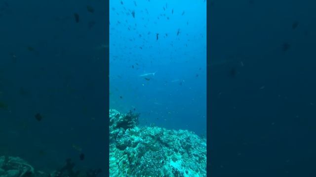 Дайвинг Мальдивы остров Расду мурена, рифовые акулы ноябрь 2025 смотреть онлайн