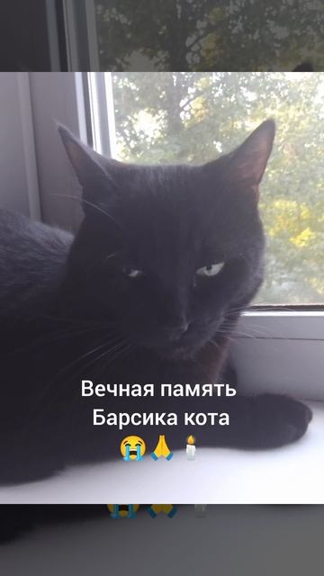 Вечная память про Барсика 🕯🙏 смотреть онлайн