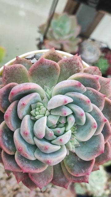 Номинация: Мать года! Эхеверия Сноу Мелани выпустила кучу детей)) смотреть онлайн