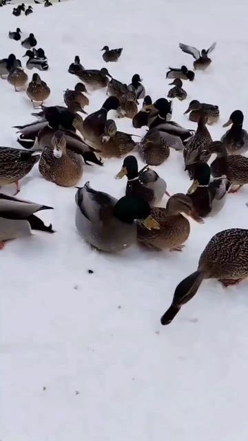 Покормили уток в парке))) смотреть онлайн