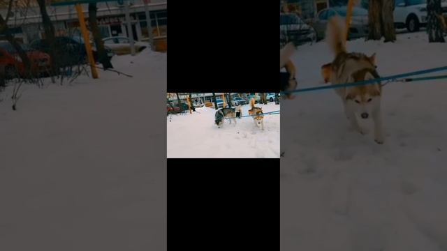 Подрались с кексом из-за косточки! (Корги Коржик. Говорящая собака) смотреть онлайн